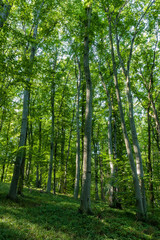 Beech Forest in spring