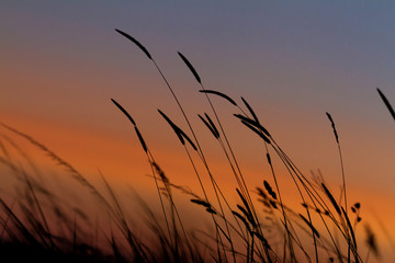 Grass landscape