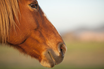 Close-up picture of a horse.

