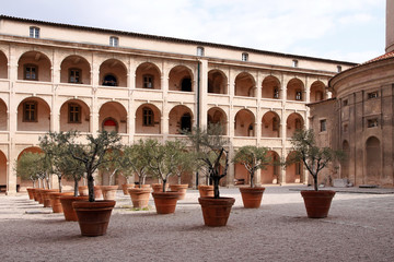 olive trees in the inner courtyard of the vieille charité marseille