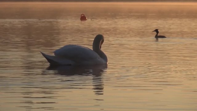 Schwan auf dem Rhein