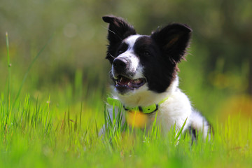Border collie puppy