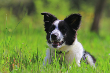 Border collie puppy