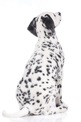 Dalmatian puppy from the back sitting on white