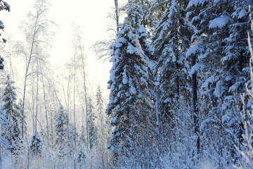winter cold day fir forest landscape