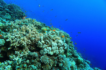 Naklejka premium coral reef in the warm sea