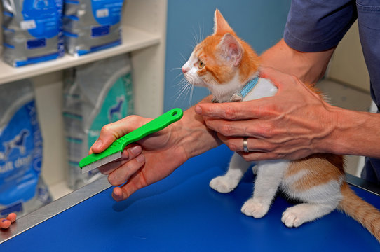 les vétérinaires donnent des soins au animaux domestiques,  coupent les griffes et nettoient  les oreilles , les yeux, les coiffent, les tondent.