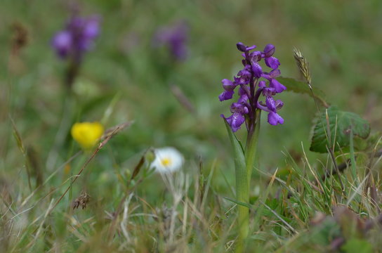 Orchis bouffon (Anacamptis morio)