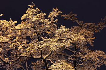 Winter night background snowy branches