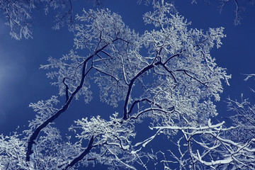 Winter night background snowy branches