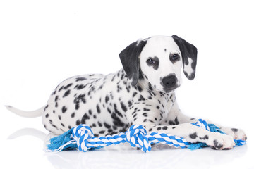Cute dalmatian puppy with dog toy