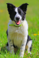 Border collie puppy