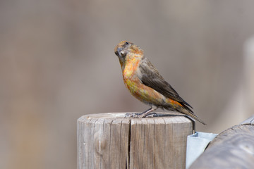 common crossbill perched on a wooden post