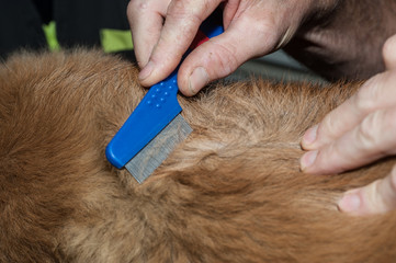 les vétérinaires donnent des soins au animaux domestiques,  coupent les griffes et nettoient  les...