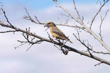 common crossbill perched on the branch of a tree
