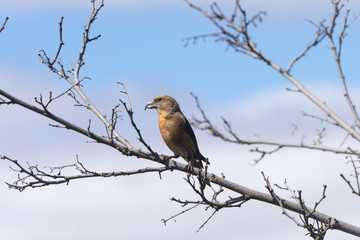 common crossbill perched on the branch of a tree