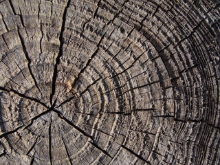 Fototapeta premium annual ring