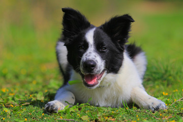 Border collie puppy