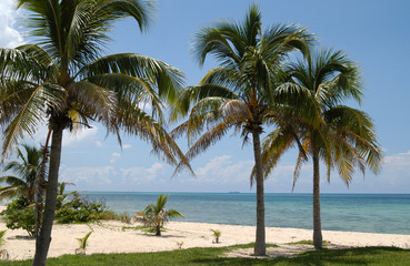 Fototapeta na wymiar Palmenstrand auf Grand Bahama