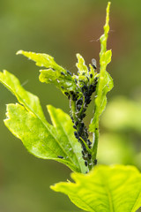 Pests, plants diseases. Aphid close-up on a plant