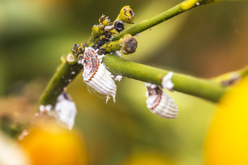 Pest mealybug closeup on the citrus tree © maylat