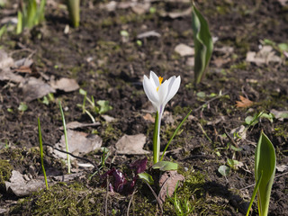 Lonely spring purple crocus blooming macro, selective focus, shallow DOF