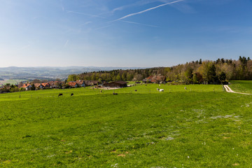 Swiss cows on meadow, Aargau, Switzerland