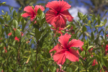 ハイビスカスの花