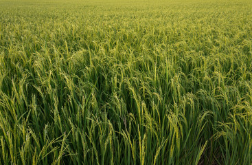 rice plant in rice field