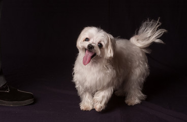 chien bichon frisé poil blanc il aime jouer.