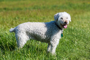Fototapeta premium White poodle on meadow