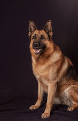 chien, berger allemand en studio sur fond noir, il donne la patte.