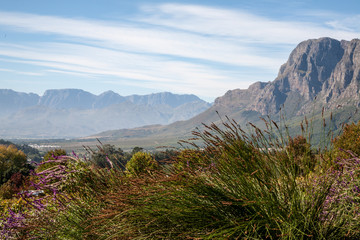 Naklejka premium Cape Wine Lands