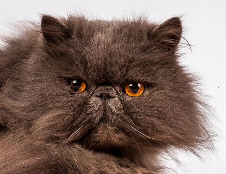 Persan Images Browse 2 938 Stock Photos Vectors And Video Adobe Stock