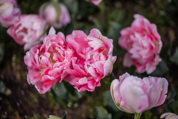 Grown tulip flowers in a garden