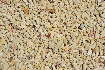 Coral at coast for background