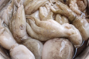 Fresh octopus food