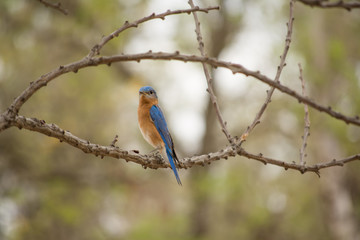 Fototapeta premium El pájaro está en la rama y mira hacía el fotógrafo.