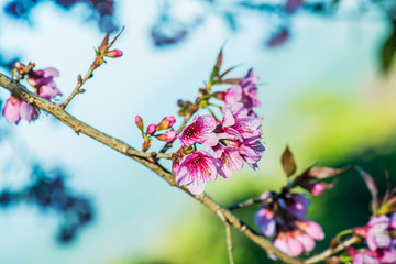 Cherry Blossum Park at Chiangmai Province