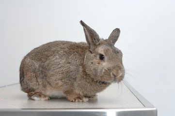 La consultation vétérinaire pour les nacs  les lapins et les tortues est très importante et repose sur une observation précise.