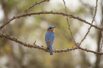 El pájaro está en la rama mirando a un lado.