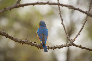 El pájaro está en la rama enseñando las plumas.