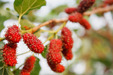 Fresh mulberry on tree