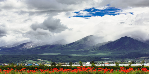Tulip field under cloud sky with mountain background, Furano, Ho - 108557261