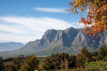 Cape Wine Lands