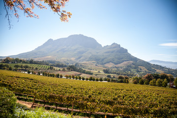 Cape Wine Lands