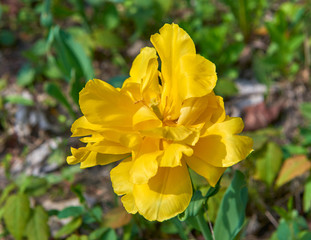 Flowers of beautiful spring tulips on a lawn