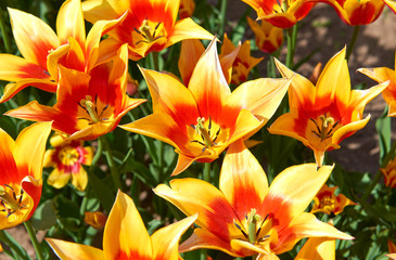 Flowers of beautiful spring tulips on a lawn