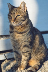 wild street cat in the sunset light. Cute cat posing - 108557879