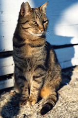 Portrait of wild street cat in the sunset light. Cute cat posing - 108557898
